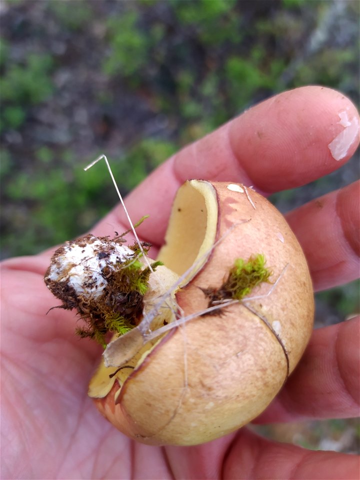 Dotted-stalked Suillus (Suillus granulatus)