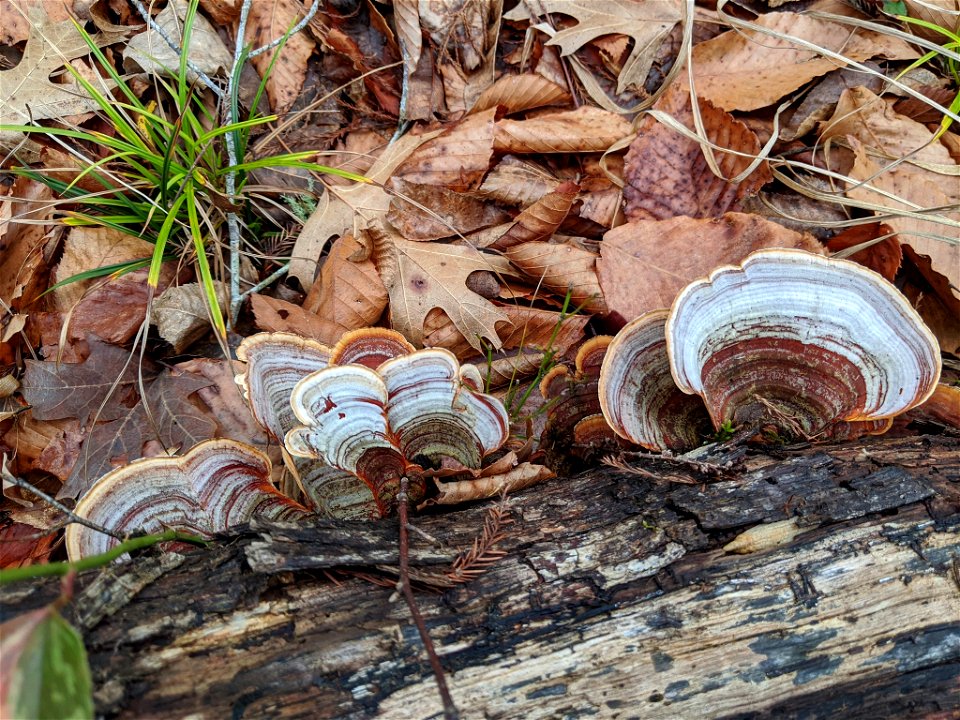 false turkey-tail (Stereum ostrea)