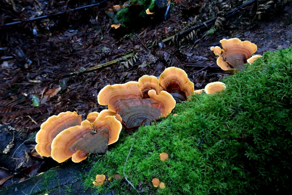 false turkey-tail (Stereum ostrea) photo