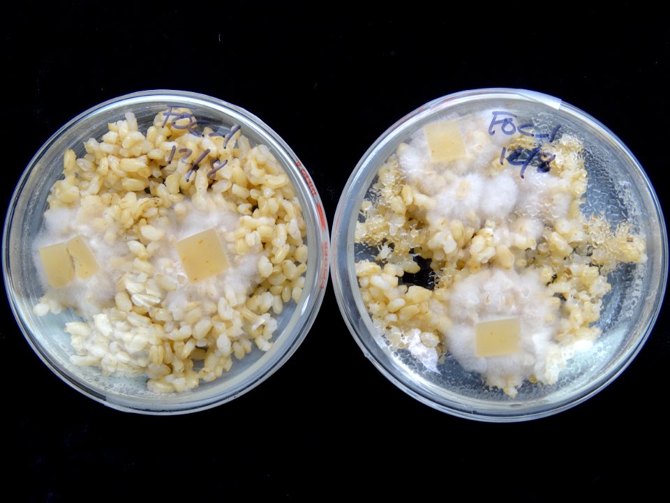 Flickr description
Disease: Fusarium wilt of banana (Panama disease) Here the pathogen was growing for several days on brown rice 



In an email to Wikimedia Commons' Volunteer Response Team, Scot Ne
