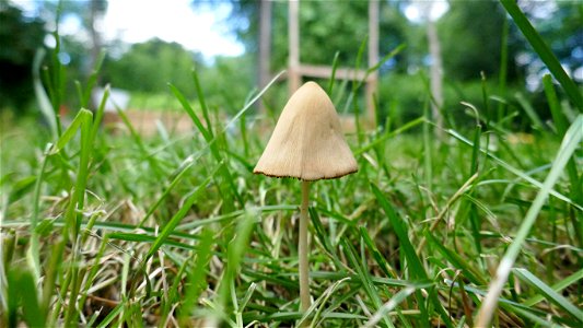 Conocybe apala (white dunce cap mushroom) in an urban yard