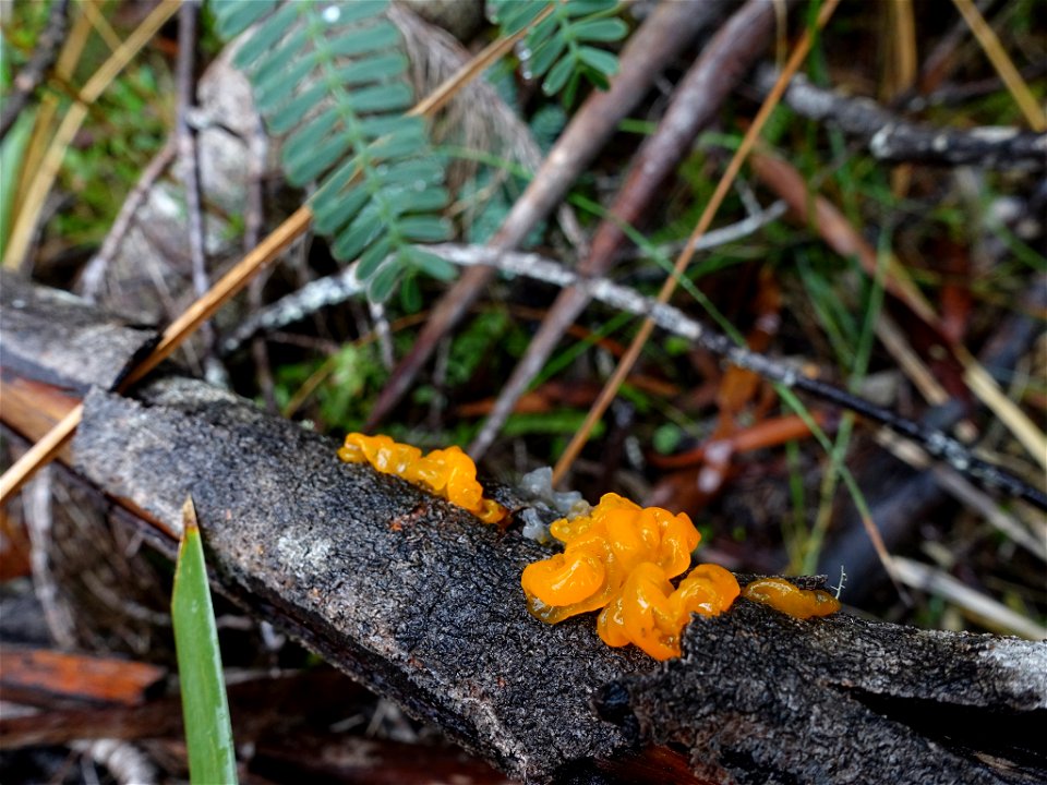 witch's butter (Tremella mesenterica)
