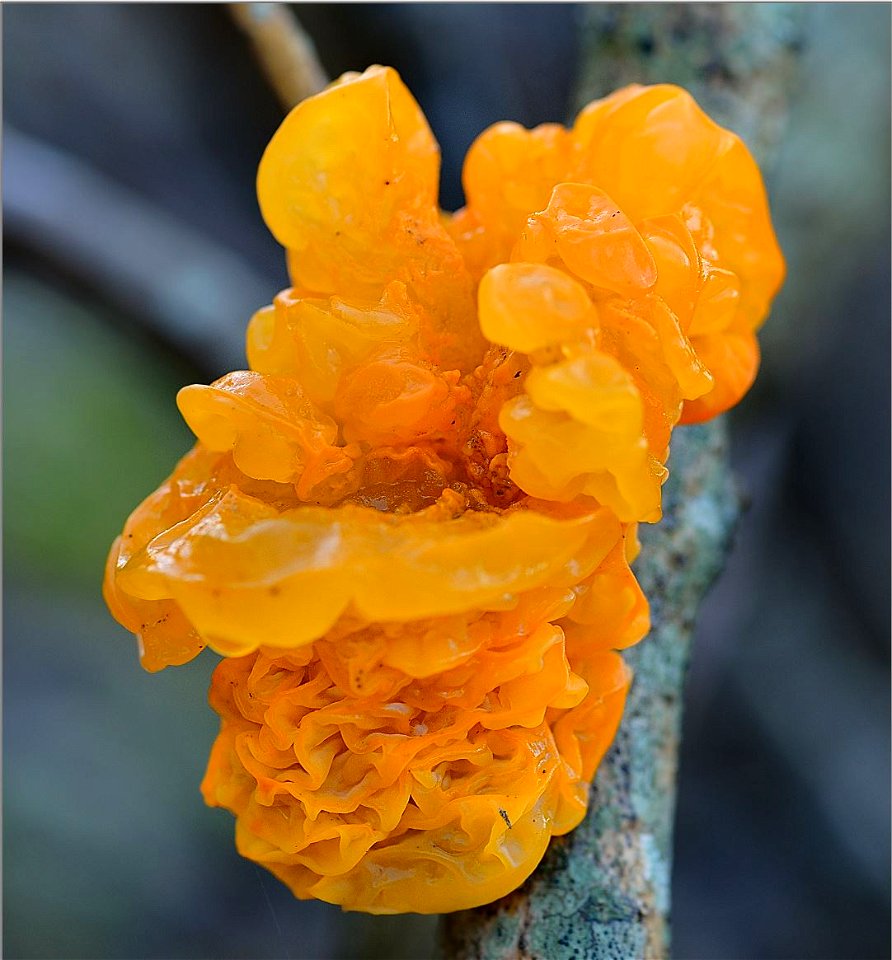 Tremella_mesentrica-Nödinge 2013

 Gullkrös, på halvdöd Syrenstam