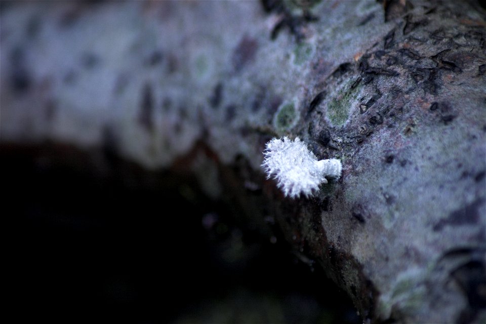 An unidentified white dry-rot from Maramures Mountains.