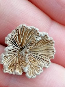 splitgill mushroom (Schizophyllum commune)