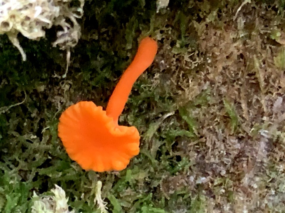 Red Chanterelle (Cantharellus cinnabarinus) photo