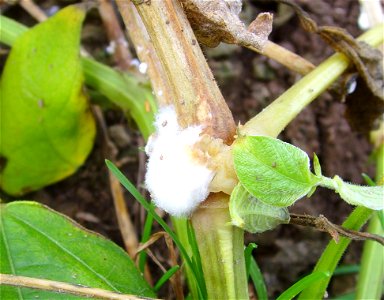 Sclerotinia sclerotiorum sur une tige de coco de Paimpol (Phaseolus vulgaris) (Ploulec'h, Côtes d'Armor, Bretagne, France)