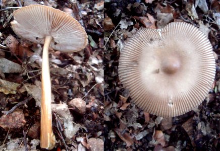 Amanita vaginata - muchomůrka pošvatá. Houba z Podkomorských lesů, Česká republika, jižní Morava