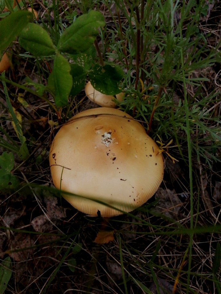 Tawny Grisette (Amanita fulva)