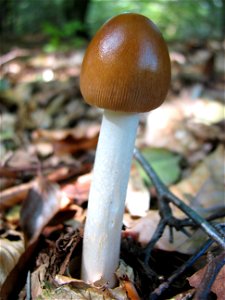 mushroom photo