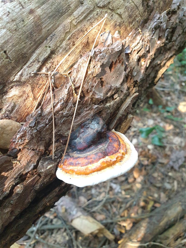 Red-banded Polypore (Fomitopsis pinicola)