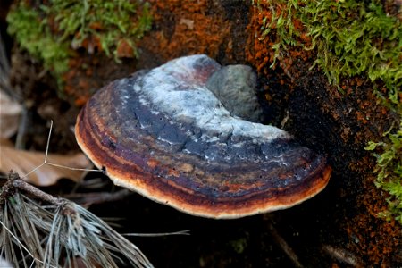 Red-banded Polypore (Fomitopsis pinicola) photo