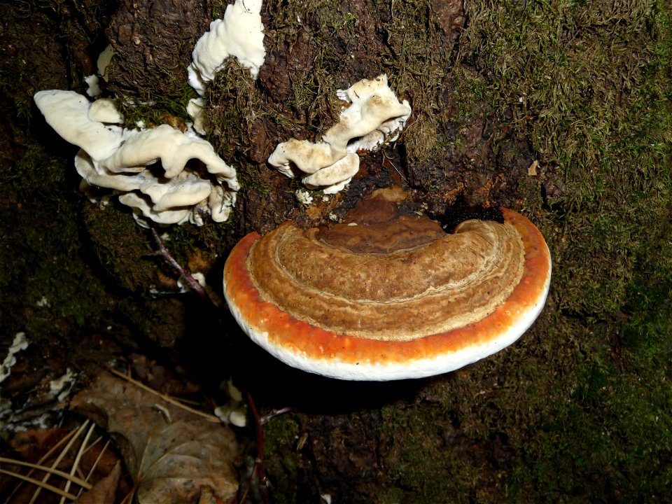 Red Banded Polypore (Fomitopsis pinicola) on a dead oak. The new part of the fruiting body is orange. Very young fungi also is present (white). Forest reserve (wildlife reserve) near Vinnitsa, Ukraine photo