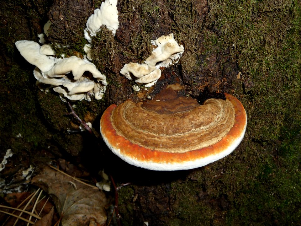 Red Banded Polypore (Fomitopsis pinicola) on a dead oak. The new part of the fruiting body is orange. Very young fungi also is present (white). Forest reserve (wildlife reserve) near Vinnitsa, Ukraine