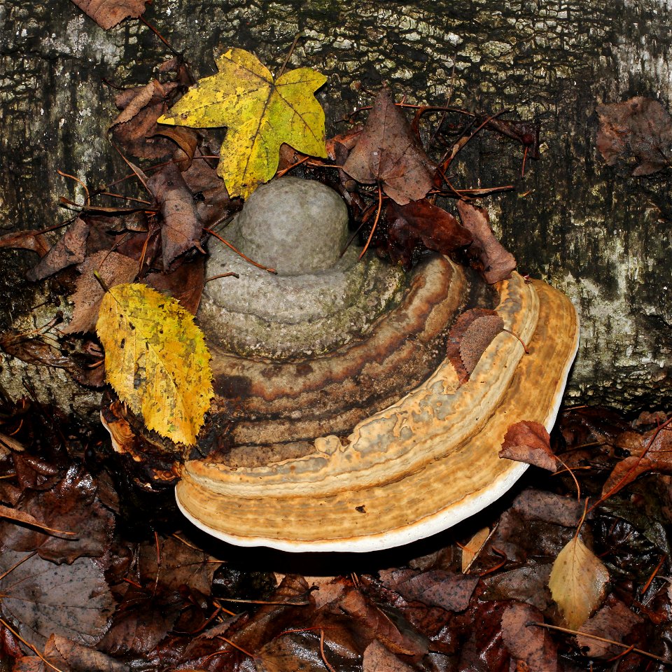 Red Banded Polypore (Fomitopsis pinicola) on a dead birch (Betula). Forest reserve (wildlife reserve) near Vinnytsia, Ukraine.
