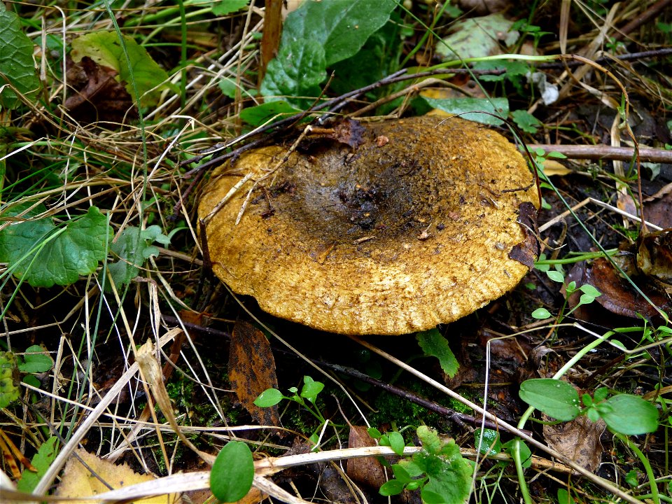 Ugly Milk-cap (Lactarius turpis also L. plumbeus or L. necator). Ukraine
