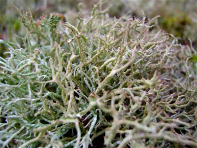 Cladonia sp., foto gemaakt in Zeeuws-Vlaanderen Nederland photo