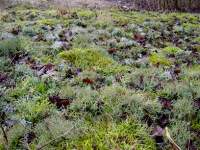 Cladonia sp. photo