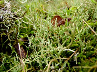 Cladonia sp. photo