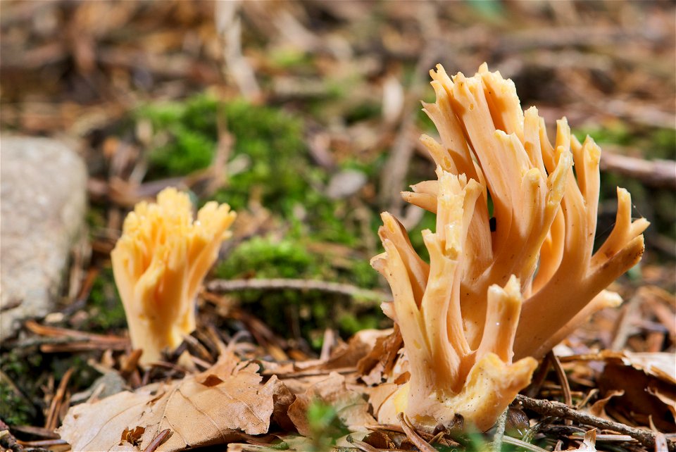is a fungus of the genus Ramaria. The right sporocarp in the picture is in the late stage of its development and has been growing for about two weeks. With a height of approximately 97 mm and a maximu photo