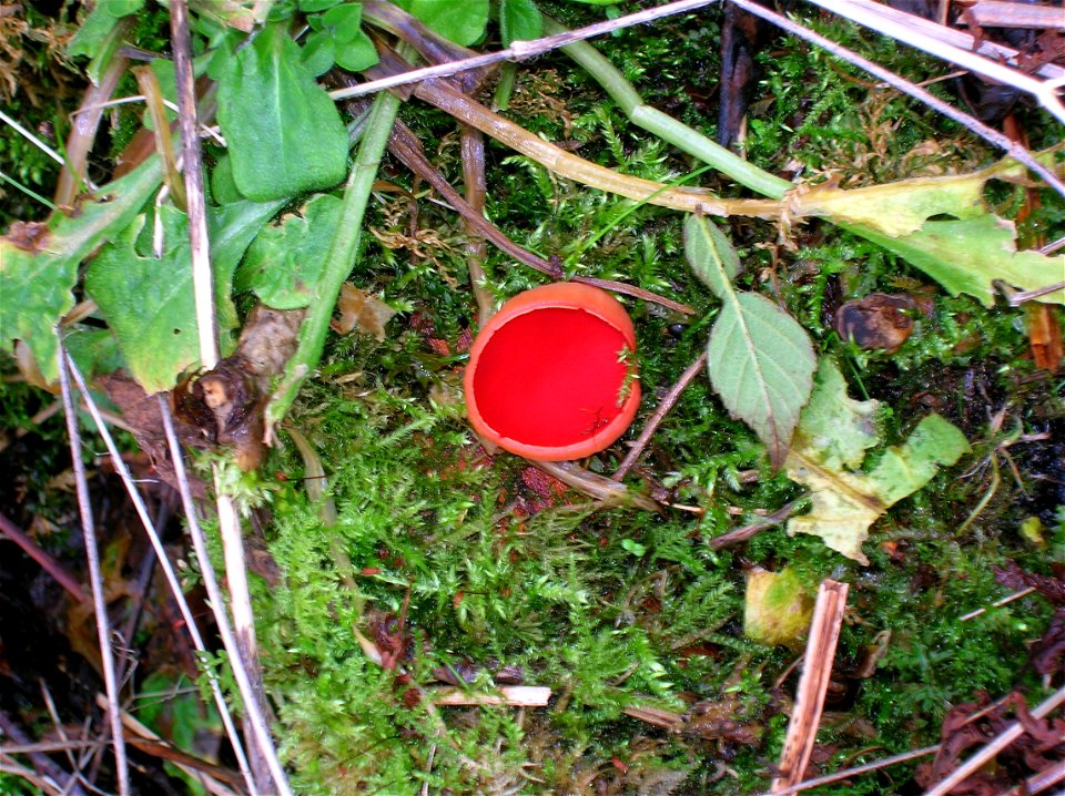 Scarlet Elf Cap fungus (Sarcoscypha coccinea) in Lawthorn wood, North Ayrshire, Scotland.