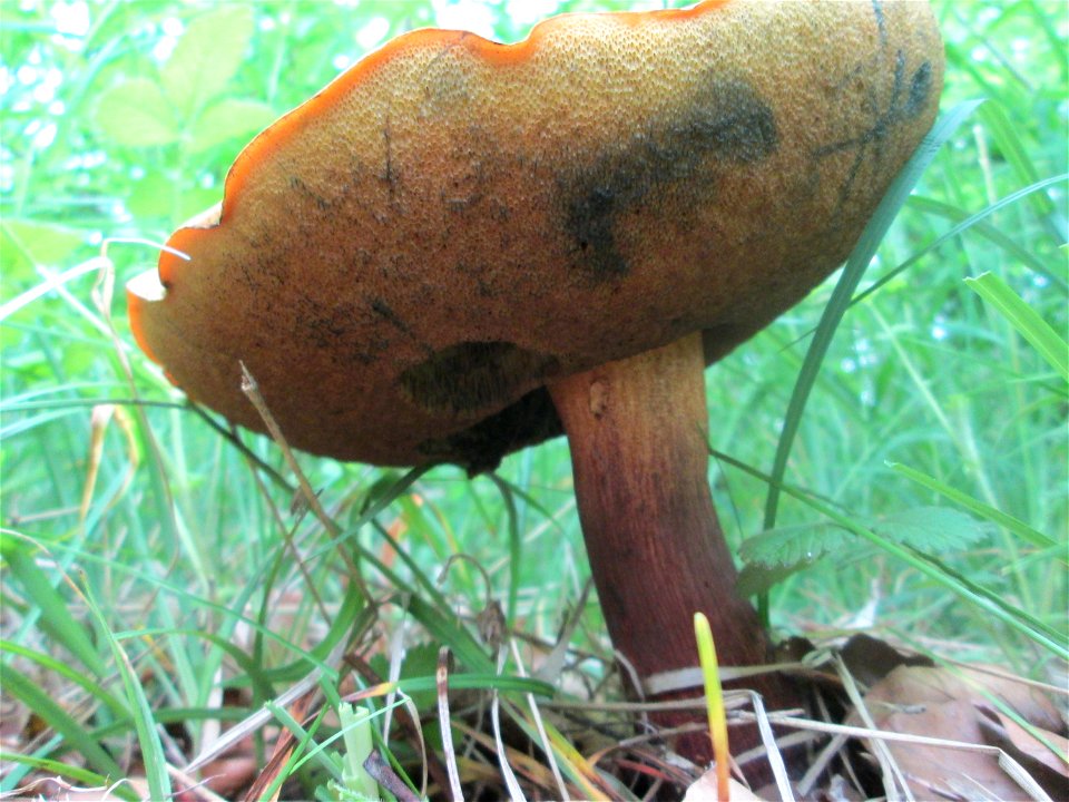 Sommer-Steinpilz (Boletus reticulatus)  im Naturschutzgebiet „Birzberg, Honigsack/Kappelberghang“)