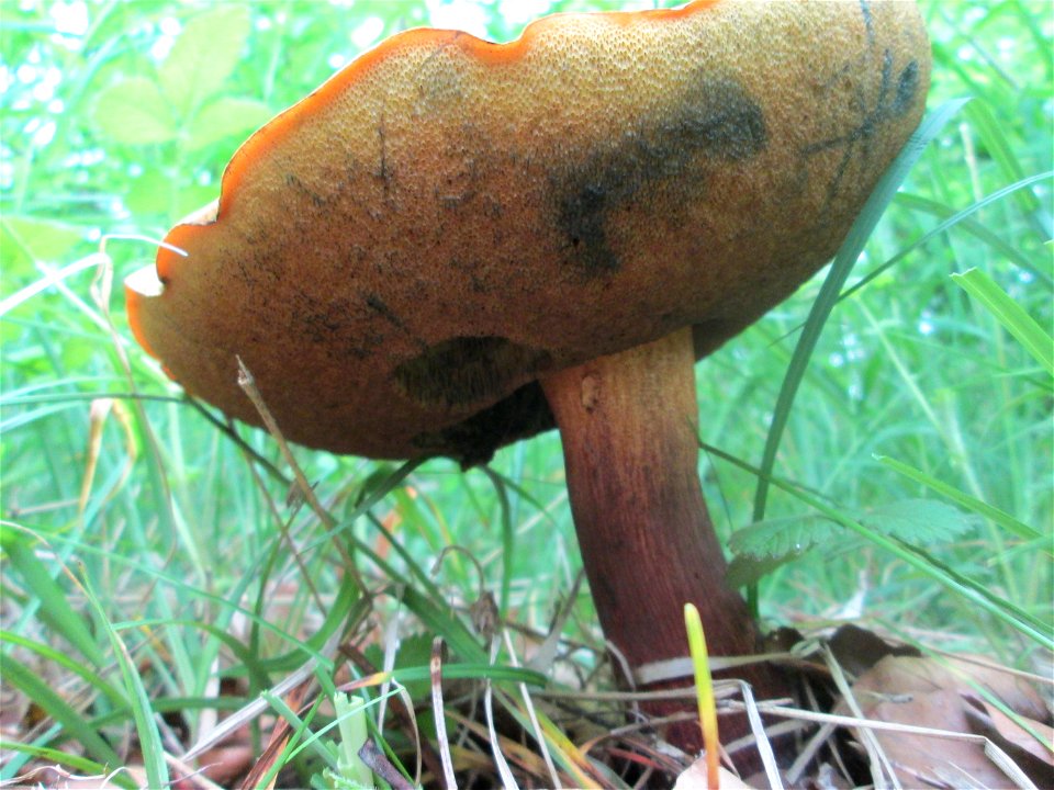 Sommer-Steinpilz (Boletus reticulatus) im Naturschutzgebiet „Birzberg, Honigsack/Kappelberghang“) photo