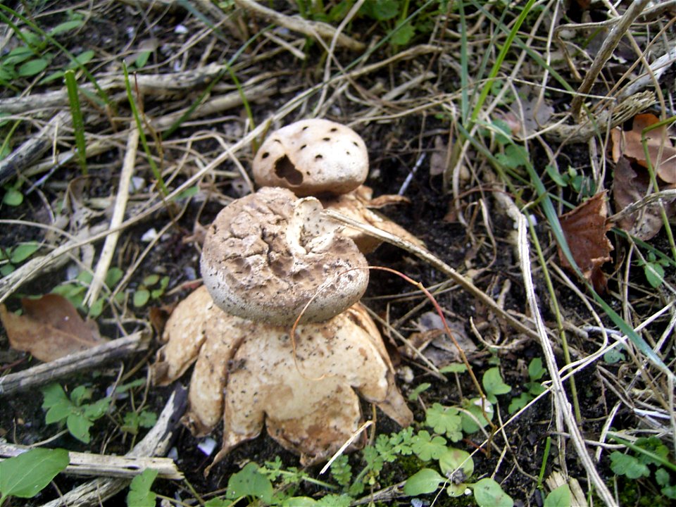 This photo shows a fungii, probably a geastrum, perhaps geastrum triplex or Myriostoma coliforme
