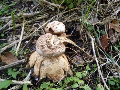 This photo shows a fungii, probably a geastrum, perhaps geastrum triplex or Myriostoma coliforme