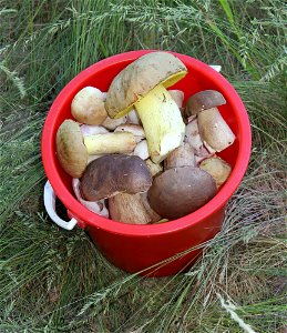 Picked edible fungi in bucket. Cep (Boletus edulis and Boletus reticulatus), iodine bolete (Boletus impolitus) and Russula vesca. Trophies of a mushroom hunt. Ukraine. photo