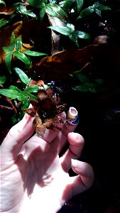 Pepper Pot (Myriostoma coliforme)