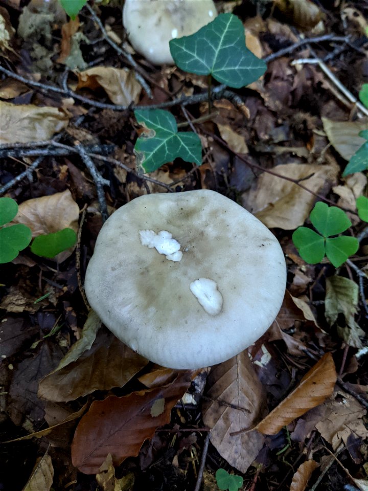 Cloudy Clitocybe (Clitocybe nebularis) photo