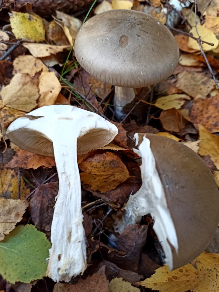 Cloudy Clitocybe (Clitocybe nebularis) photo