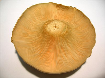 Clouded Agaric (Clitocybe nebularis) Giull structure