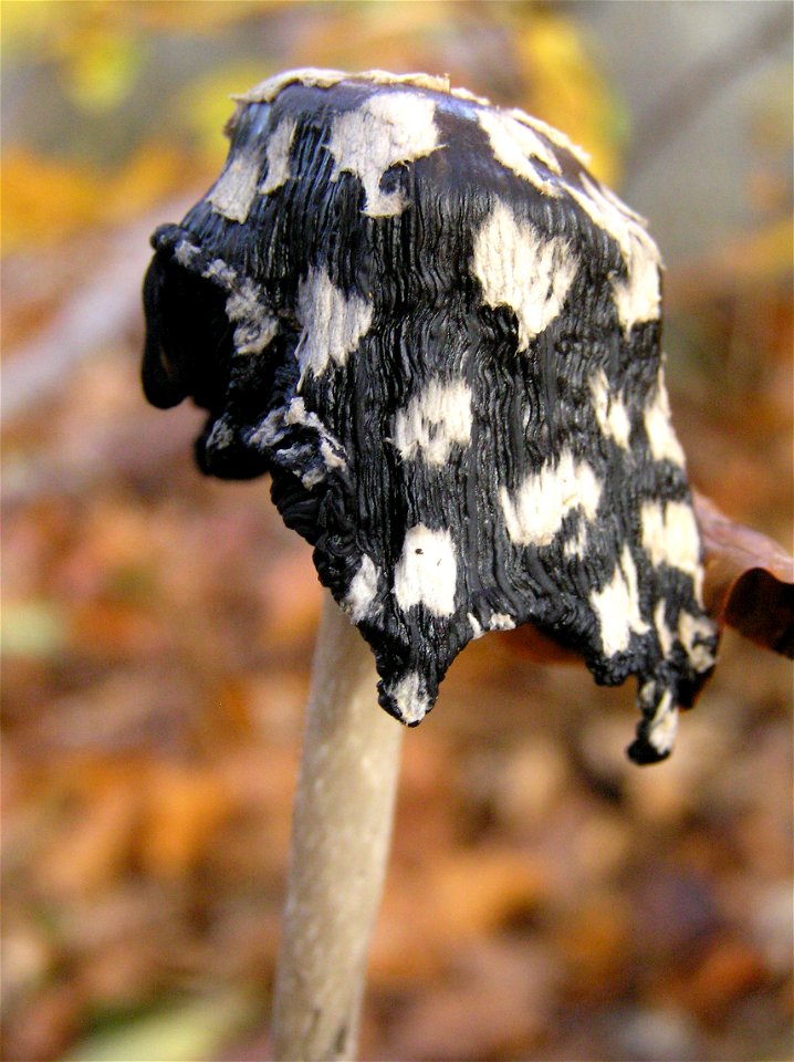 Specht-Tintling (Coprinopsis picacea) in einem mesophilen Buchenwald in Südniedersachsen