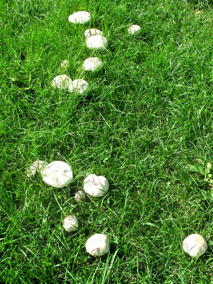 Clitocybe nebularis in the park of the castle of Rentilly (Seine-et-Marne), France. photo