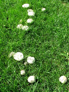 Clitocybe nebularis in the park of the castle of Rentilly (Seine-et-Marne), France. photo