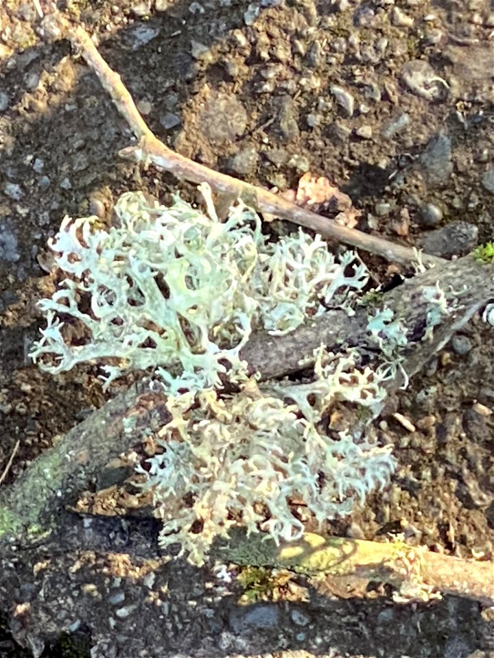Oakmoss (Evernia prunastri)