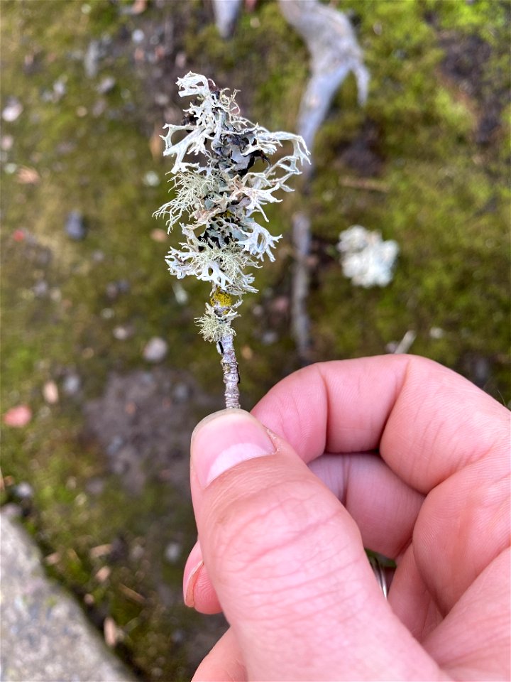 Oakmoss (Evernia prunastri)