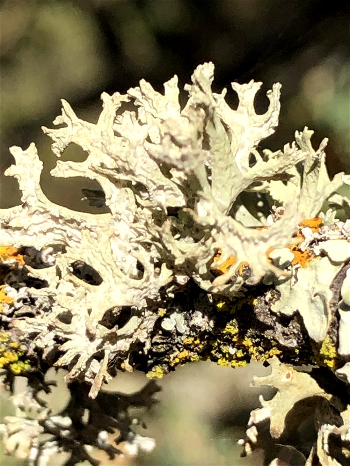 Oakmoss (Evernia prunastri)