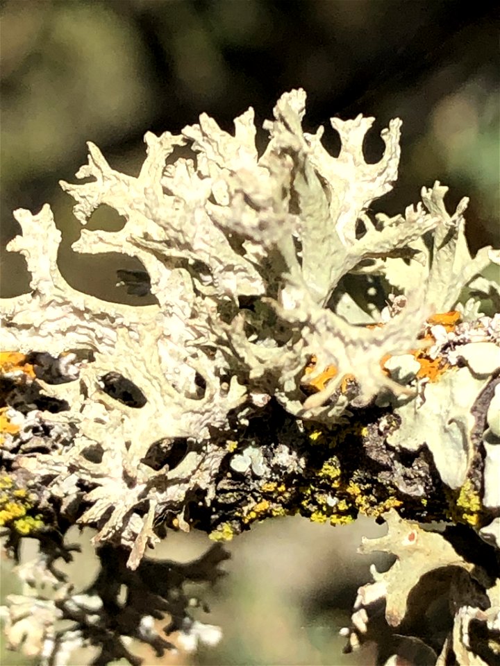 Oakmoss (Evernia prunastri) photo