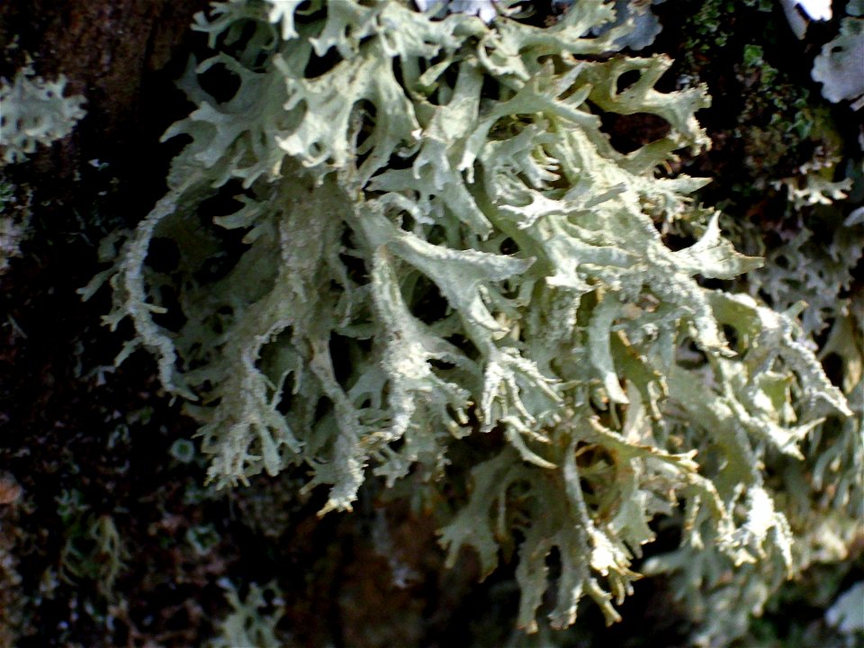 Evernia prunastri, Dehesa Boyal de Puertollano, Spain