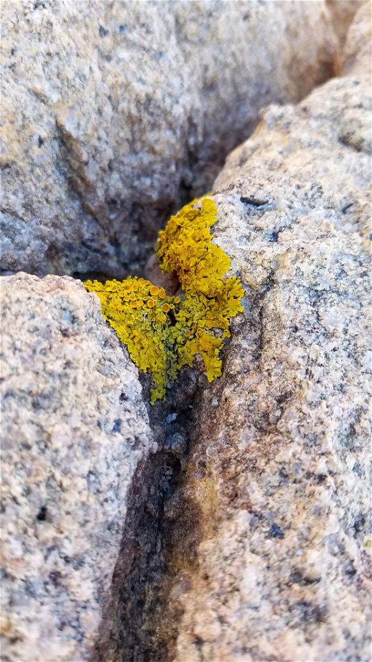 Common Sunburst Lichen (Xanthoria parietina)