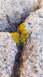 Common Sunburst Lichen (Xanthoria parietina)