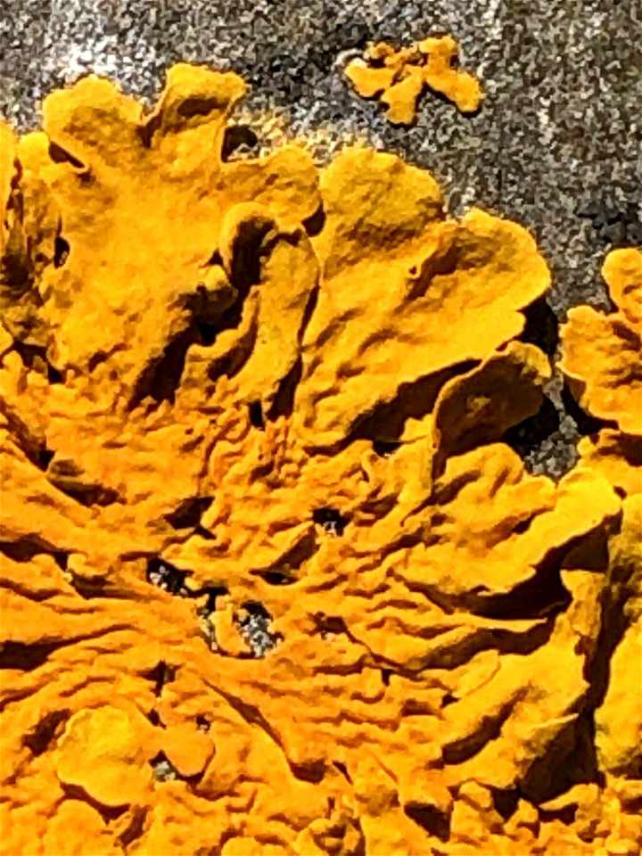 Common Sunburst Lichen (Xanthoria parietina)