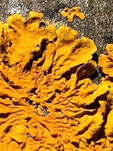 Common Sunburst Lichen (Xanthoria parietina)