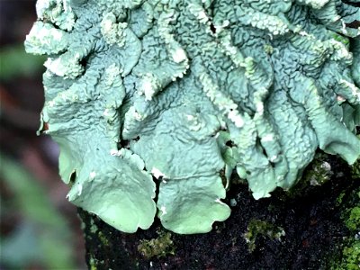 common greenshield lichen (Flavoparmelia caperata)