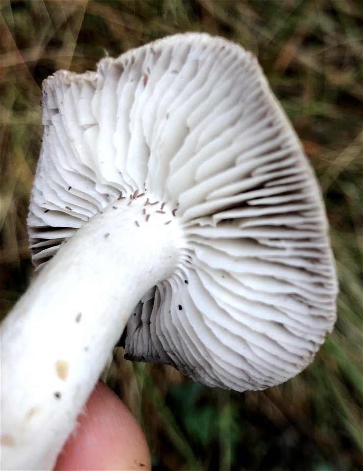 Grey Knight (Tricholoma terreum) photo