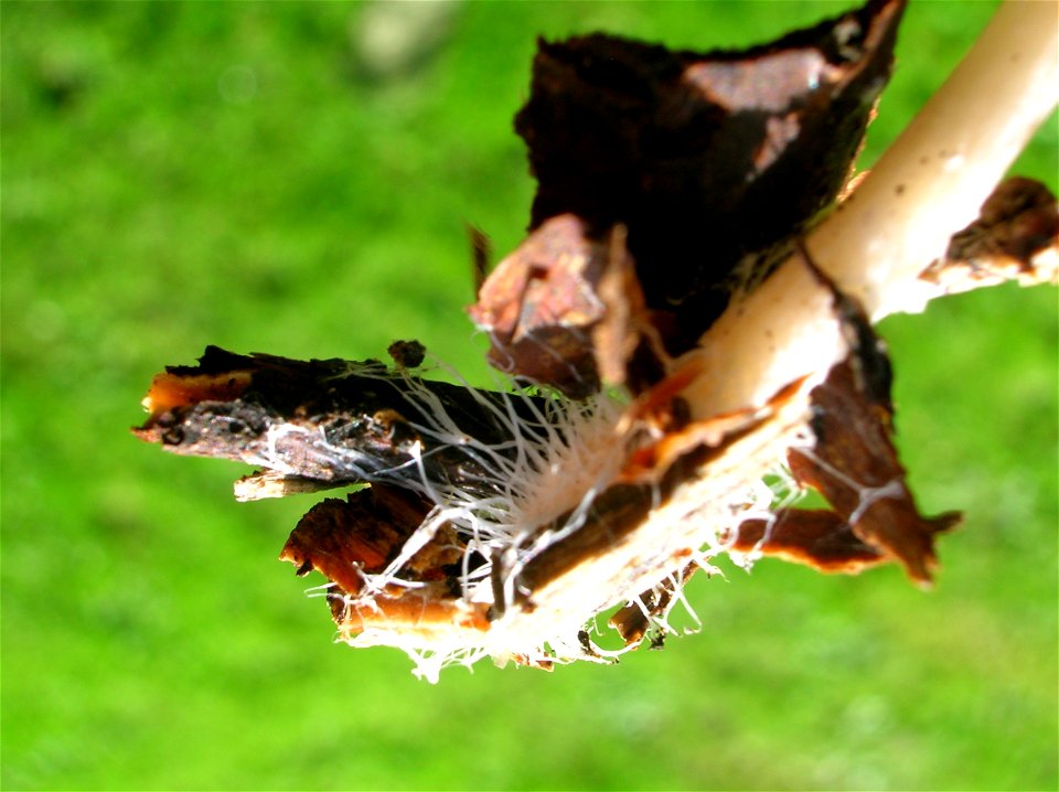 The base of Mycena galericulata's stipe. Eglinton country Park, North Ayrshire, Scotland