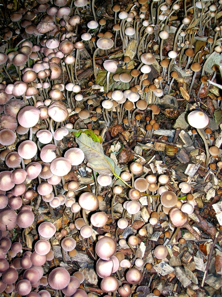 A troop of Mycena galericulata on wood chips. Eglinton, North Ayrshire, Scotland